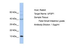 UFSP1 Rabbit anti-Human, Polyclonal, Novus Biologicals 0.1 mL | Buy Online | Novus Biologicals | Fisher Scientific